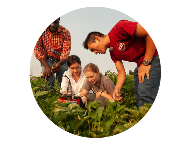 Students working with their professor in an ag field