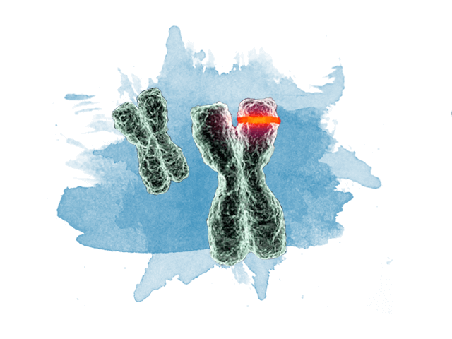 Two chomosomes, the one in the foreground has a glowing red section