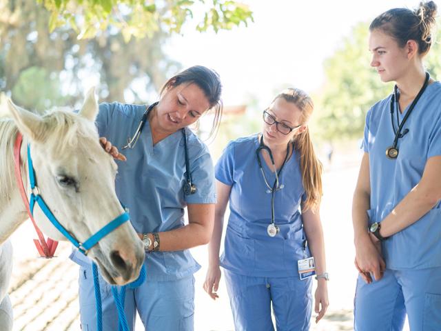 First-year veterinary medicine students learn how to check the health and how to work with horses at the Center for Equine Health 