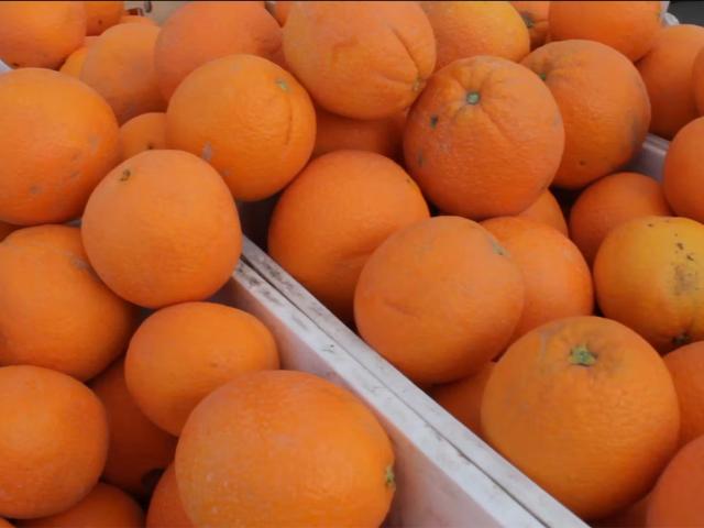 A pile of oranges overflowing a food bin