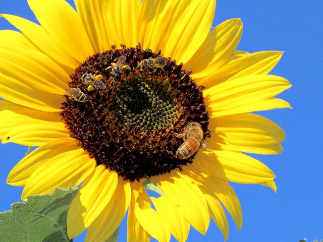 close up sunflower in front of a blue sky