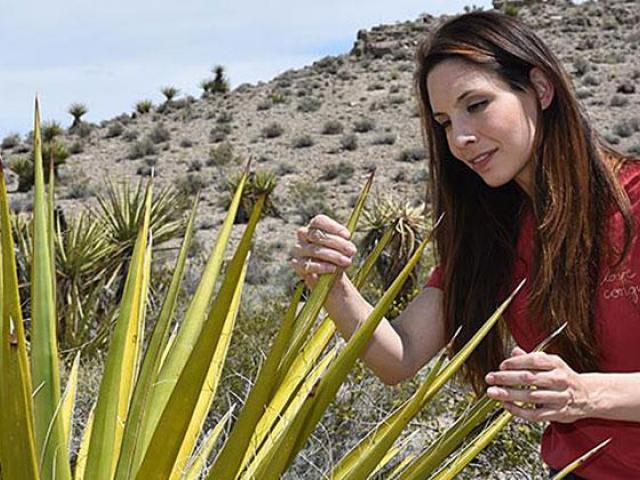 rebecca hernandez examines plants as part of her energy ecology work