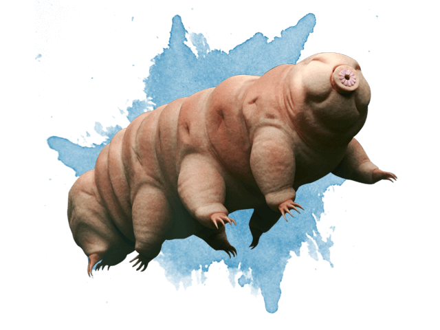 Tardigrade representation