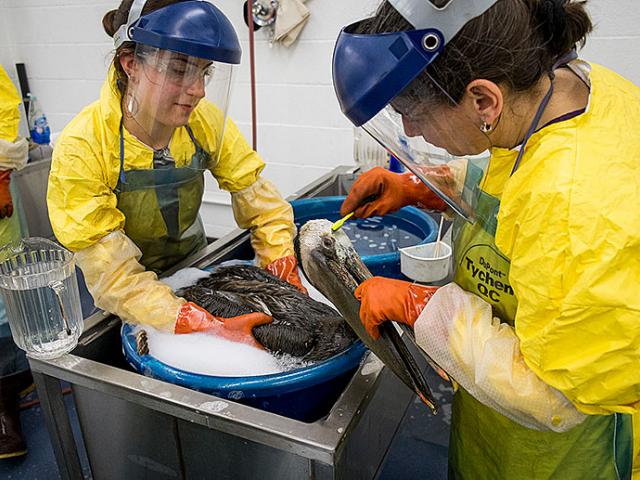 Photo: two people in robes and masks cleaning a oil-covered pelican