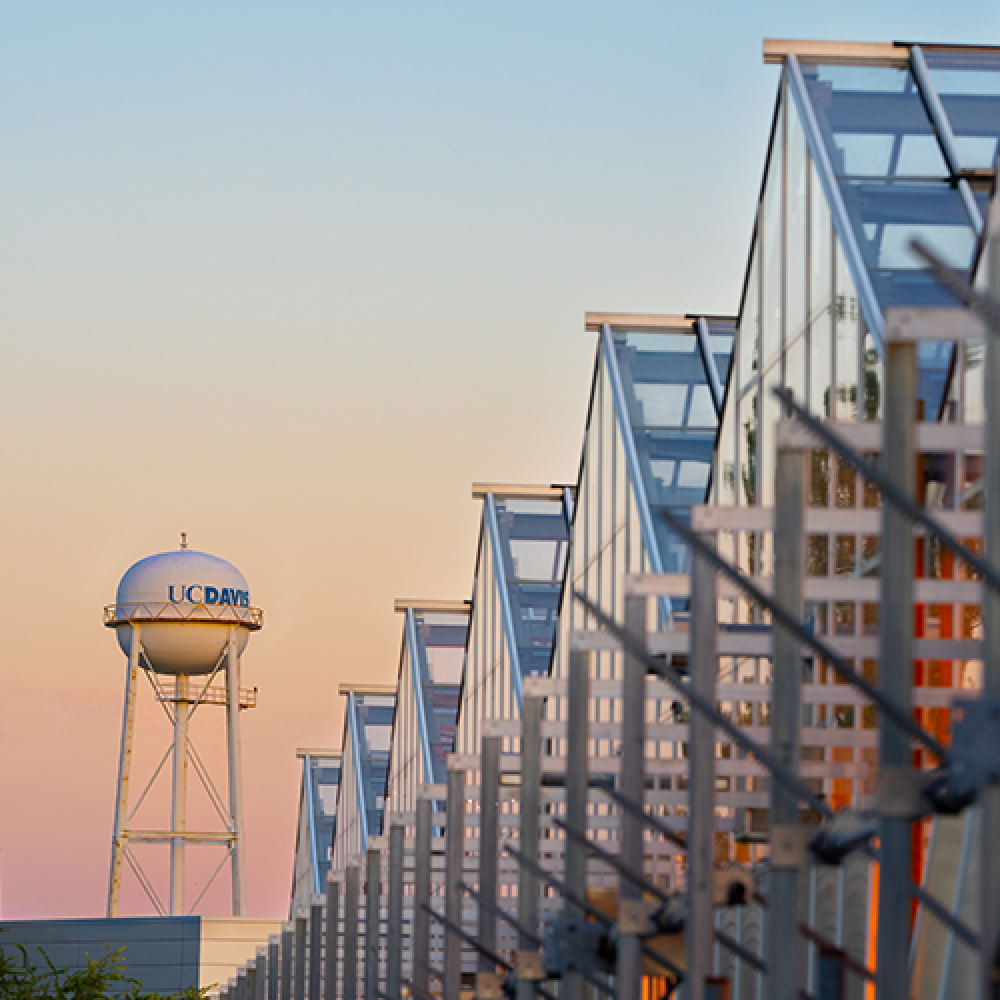 Landscape including the UC Davis Water Tower