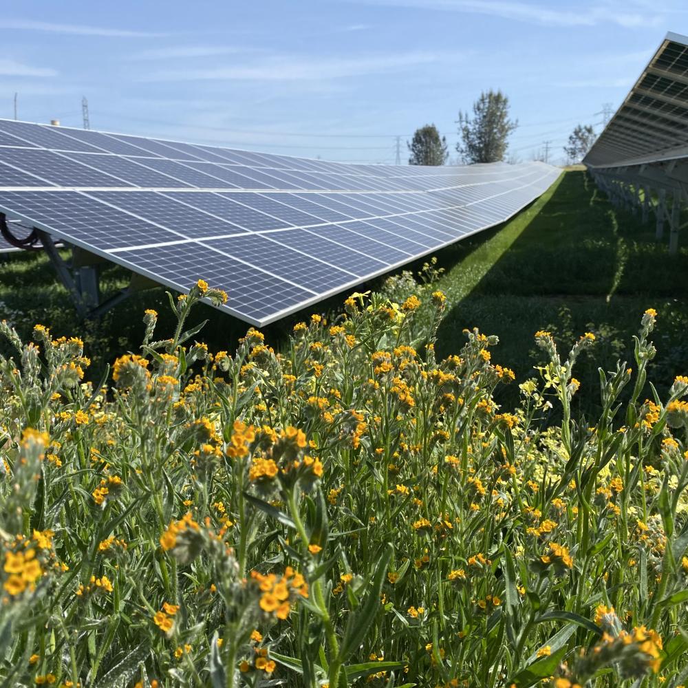 yellowish orange flowers grow beneath and around solar panels