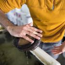 A red abalone attaches itself to the hand of a male researcher in a mustard yellow shirt and jeans.