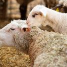 Lamb and ewe at the Sheep Barn