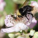 Bumblebee on a flower