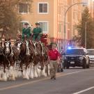 The Budweiser Clydesdales walk past Tercero.