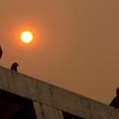 Birds sit on top of solar panels with orange-tinted sky in the background.