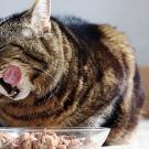 cat eating food