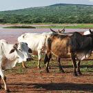 White and brown cattle stand near lake