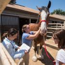 Veterinary team examines Clydesdale horse.