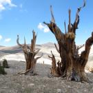 Bristlecone and limber pine trees