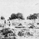 Historical picture from early 1900 of people harvesting hay