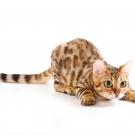 Bengal cat