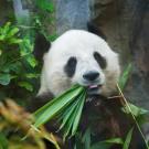 Giant Panda