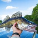 Walleye