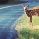 deer by highway