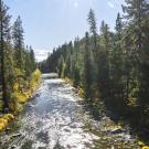 A river runs between stands of forest in northern California