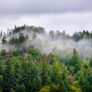 Forest of trees