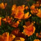 California golden poppies at UC Davis