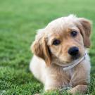 golden retriever puppy