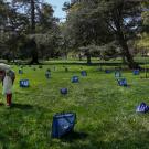 A woman picks up a bags of groceries on the Quad; multiple bags are set 6 feet apart.