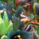 A bee on flowers.