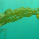 Bull kelp underwater