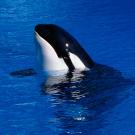 Killer whale popping up to the surface of water