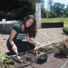 Elise Brockett, student assistant, plants African vegetable seedlings at the Horticulture Innovation Lab Demonstration Center.