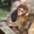 Baby macaque monkey in its mother's arms