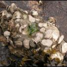 Boulder of native oysters near Tomales Bay, California