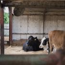 Cows cool off