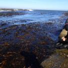 Diver in Chile prepares to enter kelp forest 