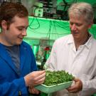 Men in lab coats examine tray plants.