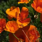 California golden poppies, on campus