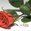 A rose with two wedding rings