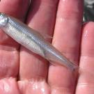 Delta smelt.