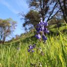 Wildflowers at Stebbins Cold Canyon Natural Reserve.