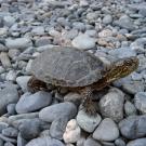 Western pond turtle