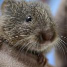 A rodent (vole) peeking over a human gloved hand