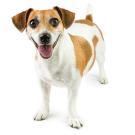 Jack Russell terrier