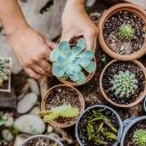 Closeup of hands putting succulents in pots