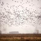 Birds take to the air during the sampling of the floodplain at the Cosumnes River Preserve of the delta on Wednesday December 5, 2012 in Galt, Ca. 