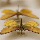 Two yellow butterflies in pin case