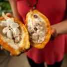 woman holding pod of cacao