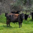 Black angus cattle in field